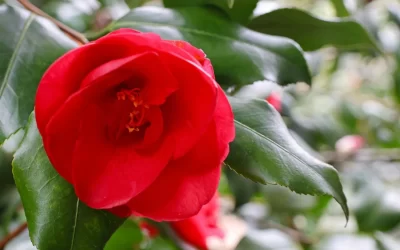 February Events Along 30A